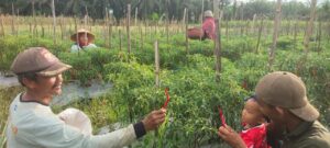 Harga Pupuk Kimia Melonjak, LDII Melawi Ajak Petani Beralih ke Pupuk Hayati Bakteri