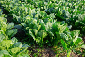 Warga LDII Cibodas Lembang KBB Manfaatkan Peluang Bisnis dari Budidaya Horenso